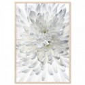 White Chrysanthemum Art Print