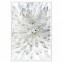 White Chrysanthemum Art Print