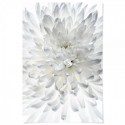 White Chrysanthemum Art Print
