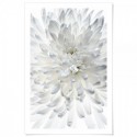 White Chrysanthemum Art Print