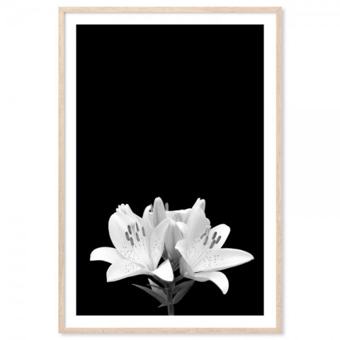 White Lily Art Print