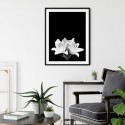 White Lily Art Print