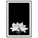 White Lily Art Print