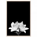 White Lily Art Print