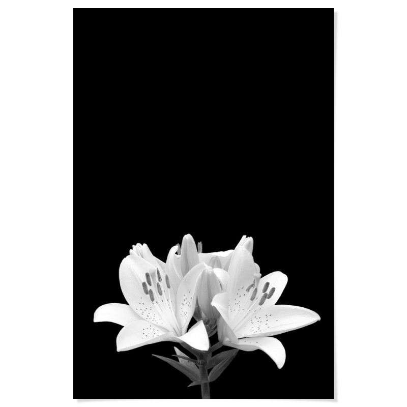 White Lily Art Print