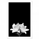 White Lily Art Print