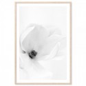 White Magnolia Art Print