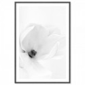 White Magnolia Art Print