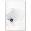 White Magnolia Art Print