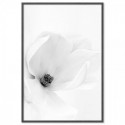 White Magnolia Art Print