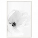 White Magnolia Art Print