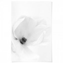 White Magnolia Art Print