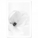 White Magnolia Art Print