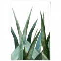 Agave Leaves Watercolour Art Print