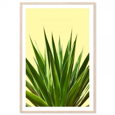 Agave Plant Art Print