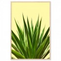 Agave Plant Art Print