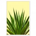 Agave Plant Art Print