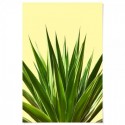 Agave Plant Art Print