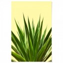 Agave Plant Art Print