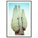 Blue Desert Cactus Art Print