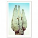 Blue Desert Cactus Art Print