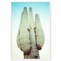 Blue Desert Cactus Art Print