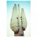 Blue Desert Cactus Art Print