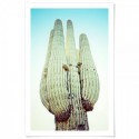 Blue Desert Cactus Art Print