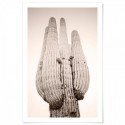Cactus Rose Art Print