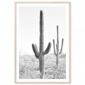 Desert Cactus Art Print