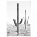 Desert Cactus Art Print