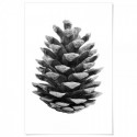 Pine Cone Art Print