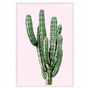 Saguaro Cactus Pink Art Print