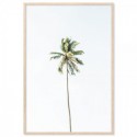 Beach Palm Tree Art Print