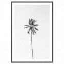 Beach Palm Tree Monochrome Art Print