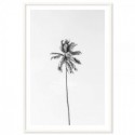 Beach Palm Tree Monochrome Art Print