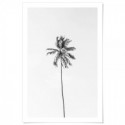 Beach Palm Tree Monochrome Art Print