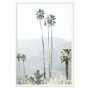 California Palms Art Print