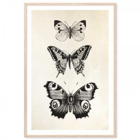 French Provincial Butterflies Art Print