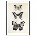 French Provincial Butterflies Art Print