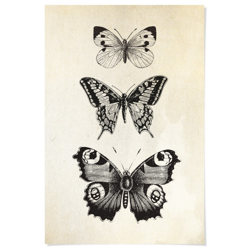 French Provincial Butterflies Art Print