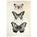 French Provincial Butterflies Art Print