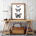 French Provincial Butterflies Monochrome Art Print