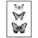 French Provincial Butterflies Monochrome Art Print