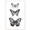 French Provincial Butterflies Monochrome Art Print