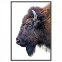 American Buffalo Art Print