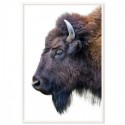 American Buffalo Art Print