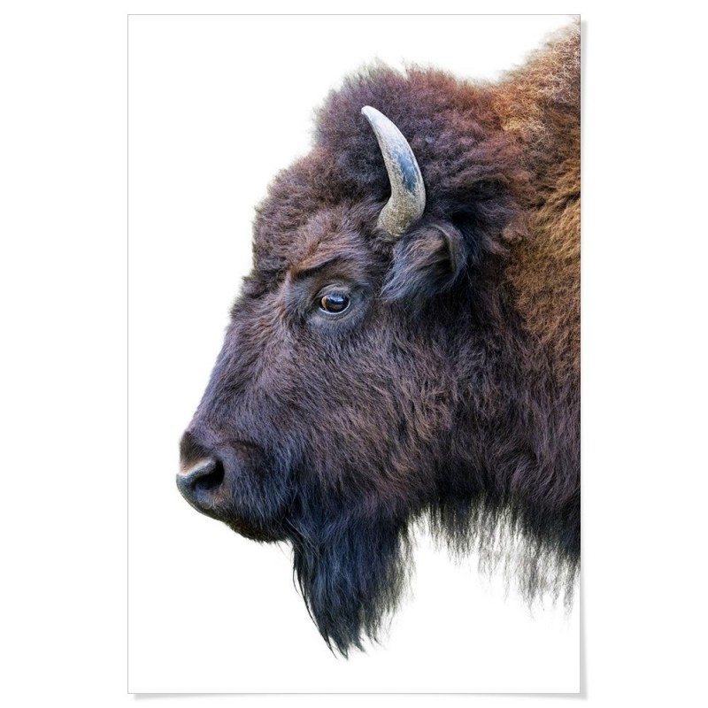 American Buffalo Art Print