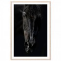 Black Beauty Art Print