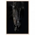 Black Beauty Art Print